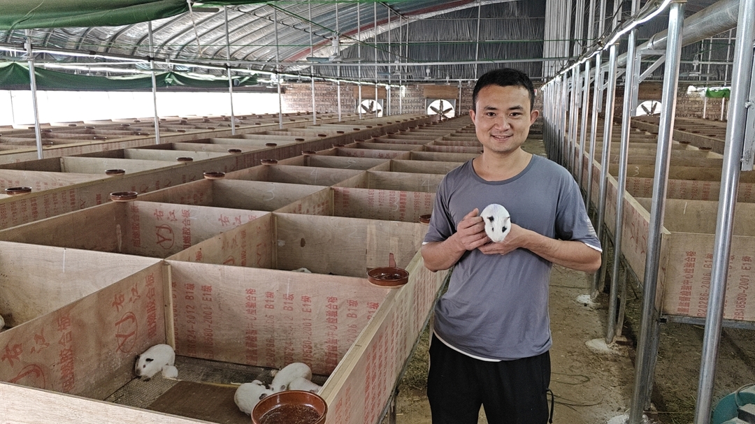 “小豚鼠”养出“大钱景”！宁远鲤溪镇：优化营商环境，鼓励乡贤返乡创业