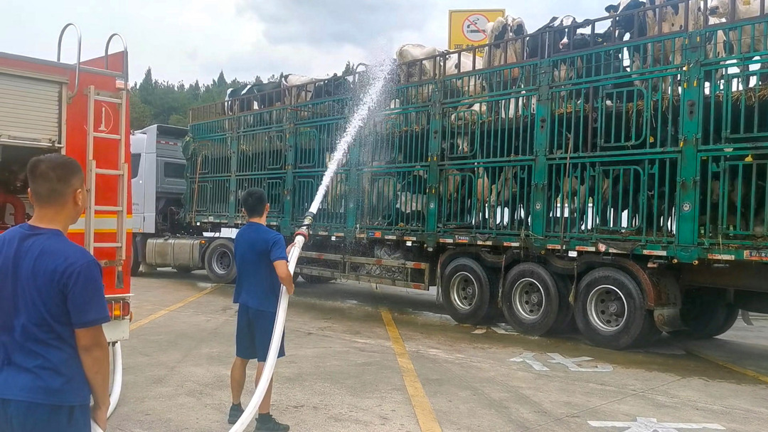 寧遠：高速上50頭奶牛高溫中暑 消防送上“及時雨”解暑降溫