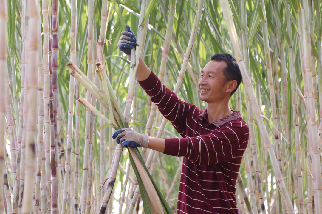 寧遠(yuǎn)：甘蔗種出“甜蜜”致富路