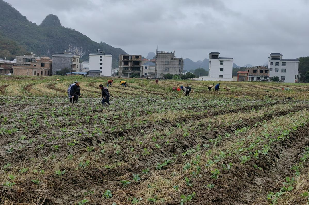 寧遠(yuǎn)：秋冬地不閑  油菜移栽忙