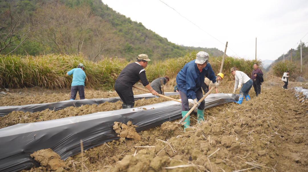 宁远：党建领航“苗”绘蓝图  烟苗移栽开启致富新篇