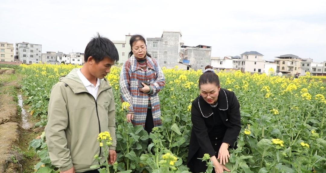 宁远：农技人员田间支招 护航油菜稳产增收