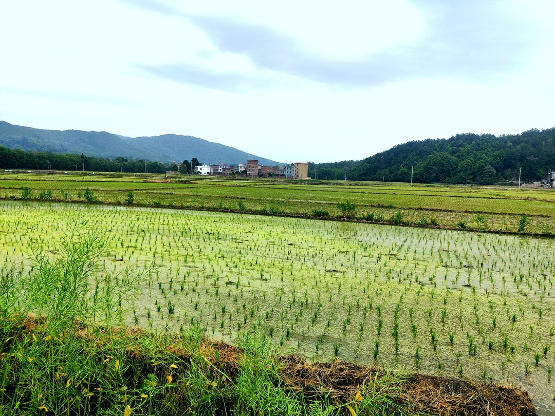 寧遠鯉溪鎮(zhèn)：春耕序曲時 沃野早稻忙