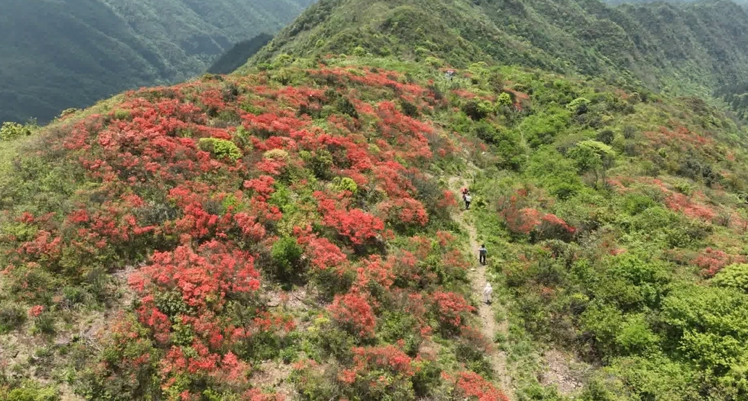 宁远桐木漯瑶族乡：高山杜鹃红  游客踏香来