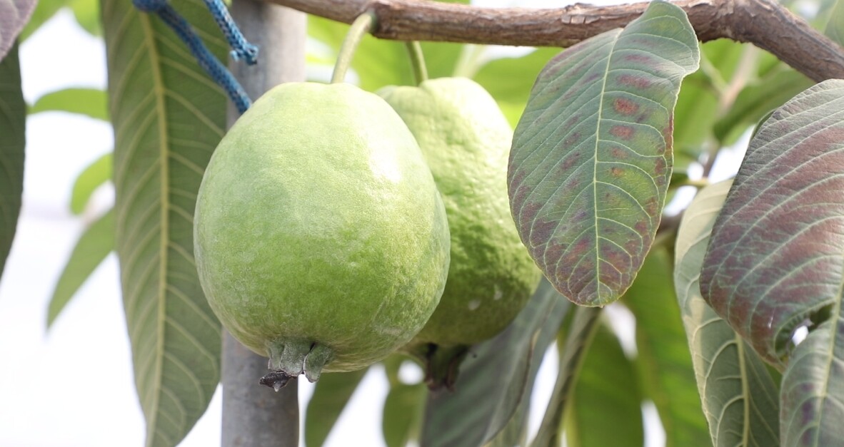 寧遠(yuǎn)：生態(tài)種植結(jié)碩果 農(nóng)旅融合譜新篇