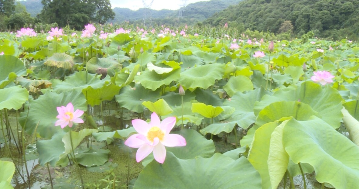 寧遠(yuǎn)清水橋鎮(zhèn)：荷花盛開引客來