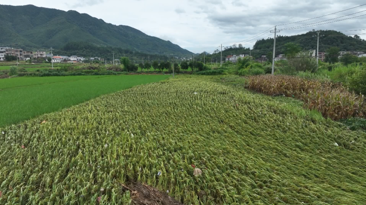 寧遠(yuǎn)：干群生產(chǎn)自救 降低洪澇損失