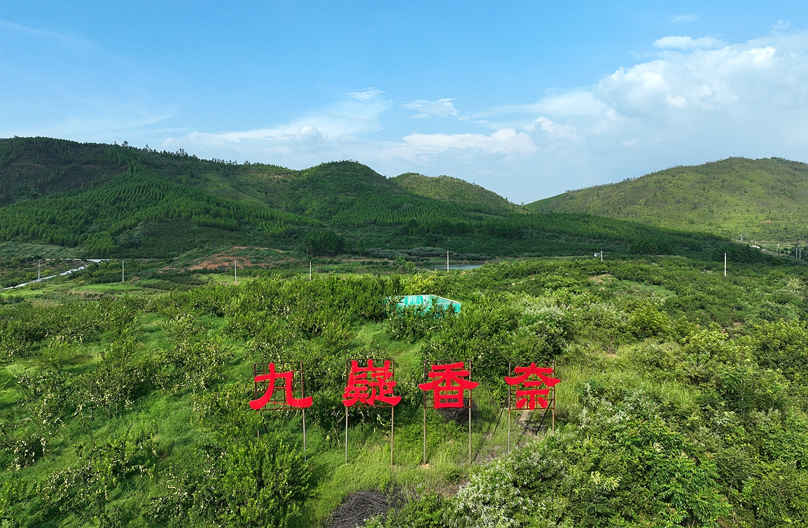 寧遠(yuǎn)：一顆九嶷香奈的逆襲之路