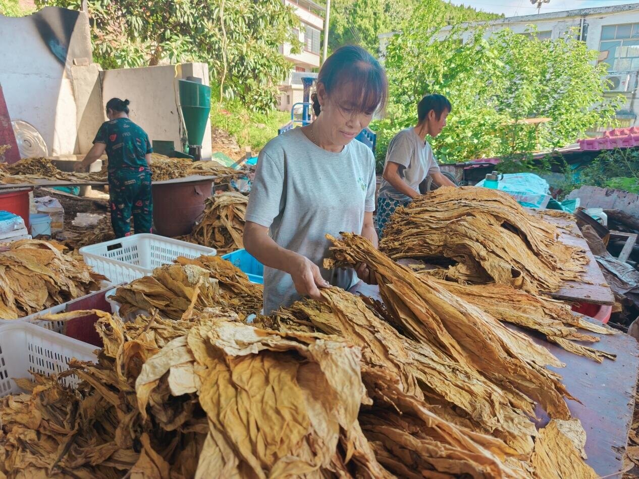 寧遠鯉溪鎮(zhèn)：“金葉”豐收忙 煙農笑顏開