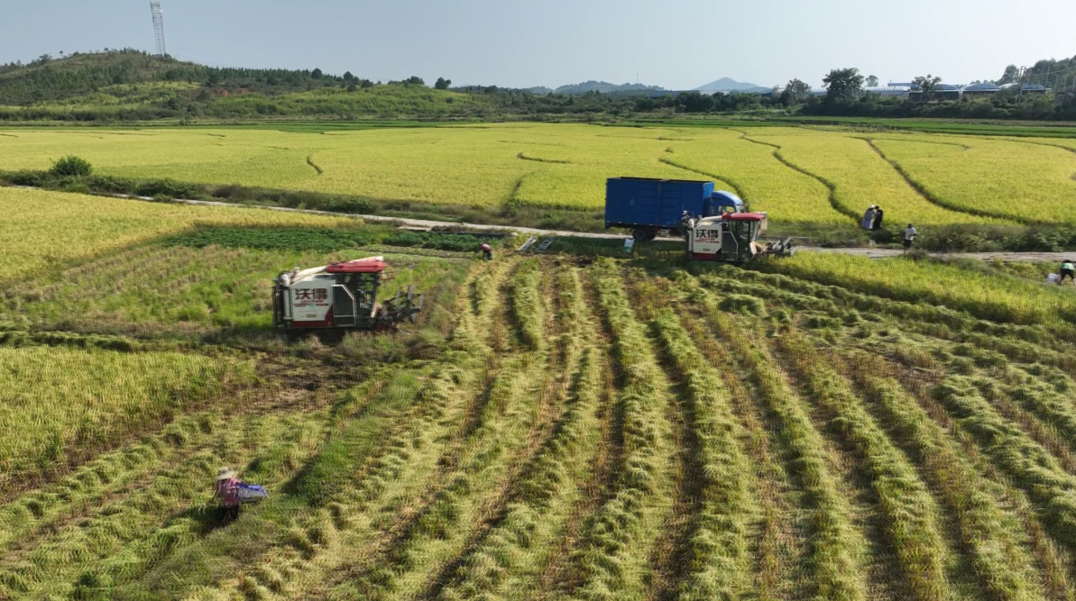宁远：19.3 万亩晚稻开镰 奏响 “秋粮丰收曲”