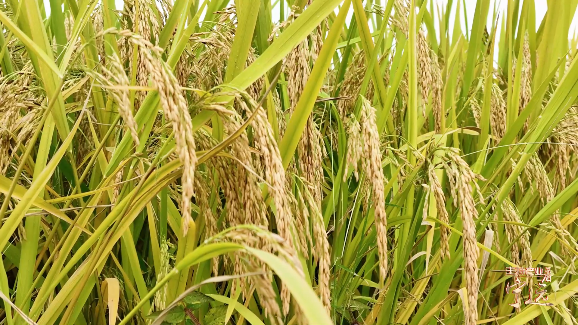 【主特产业看宁远】一粒素米香万家