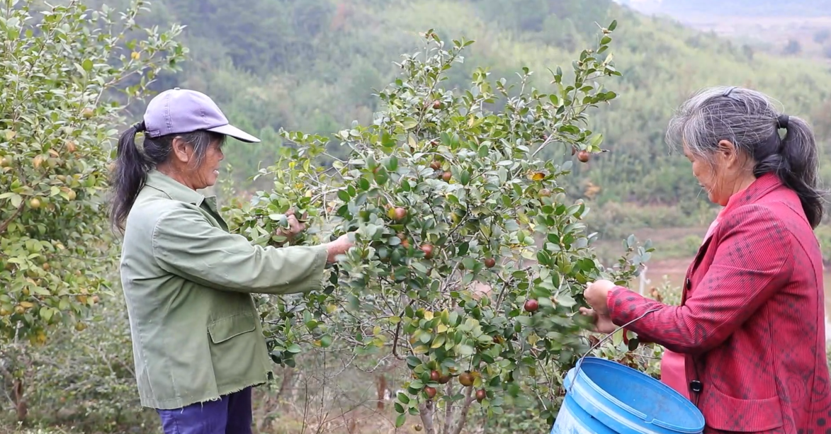 宁远鲤溪镇：油茶丰收采摘忙