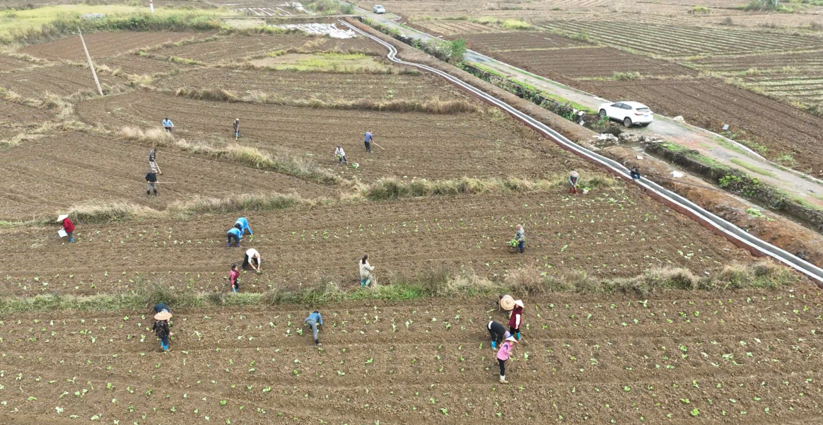 宁远：油菜移栽正当时 农技服务稳产增收