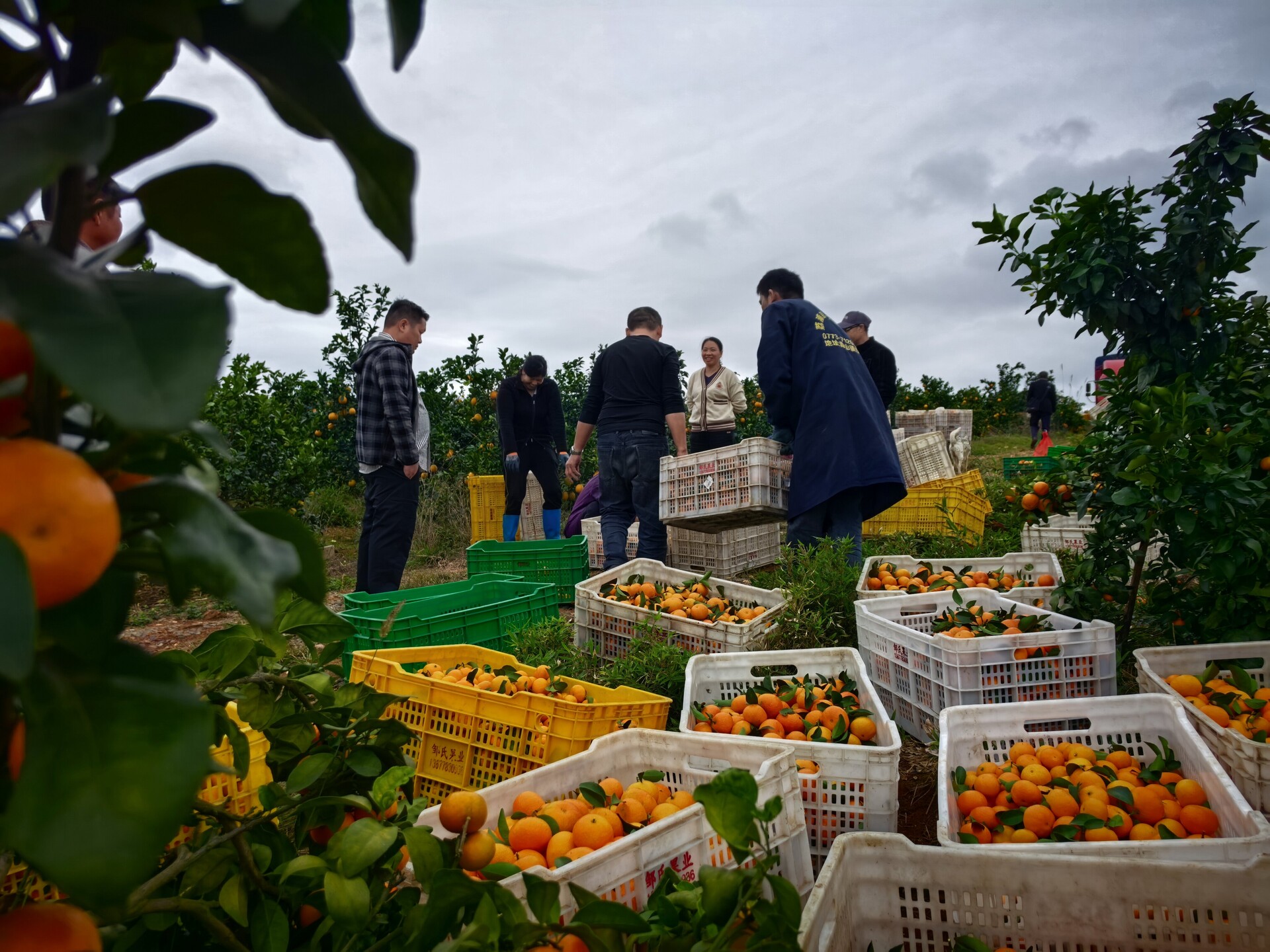 宁远保安镇：昔日荒山飘橘香