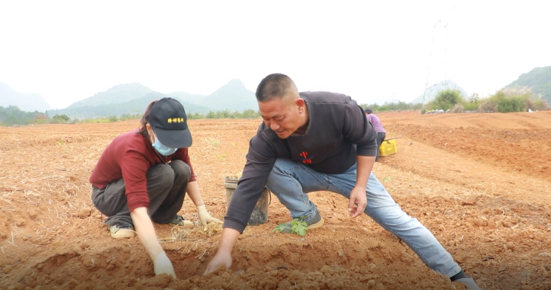 宁远冷水镇：一株小玉竹种出乡村振兴新希望