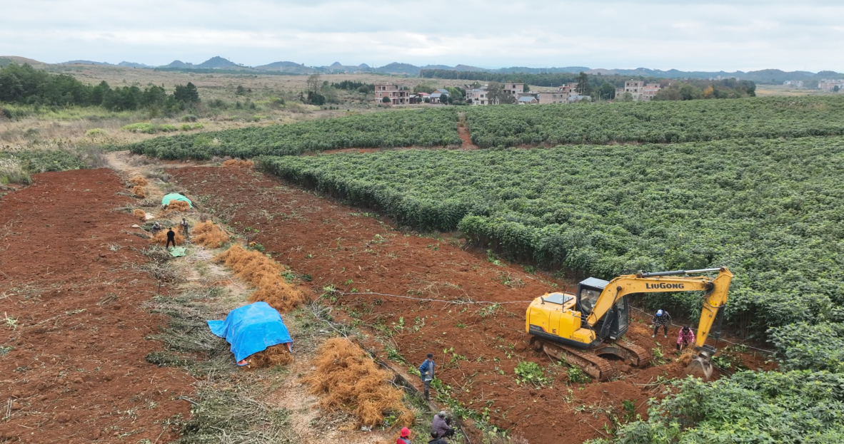 宁远：五指毛桃喜丰收  村民采收忙增收