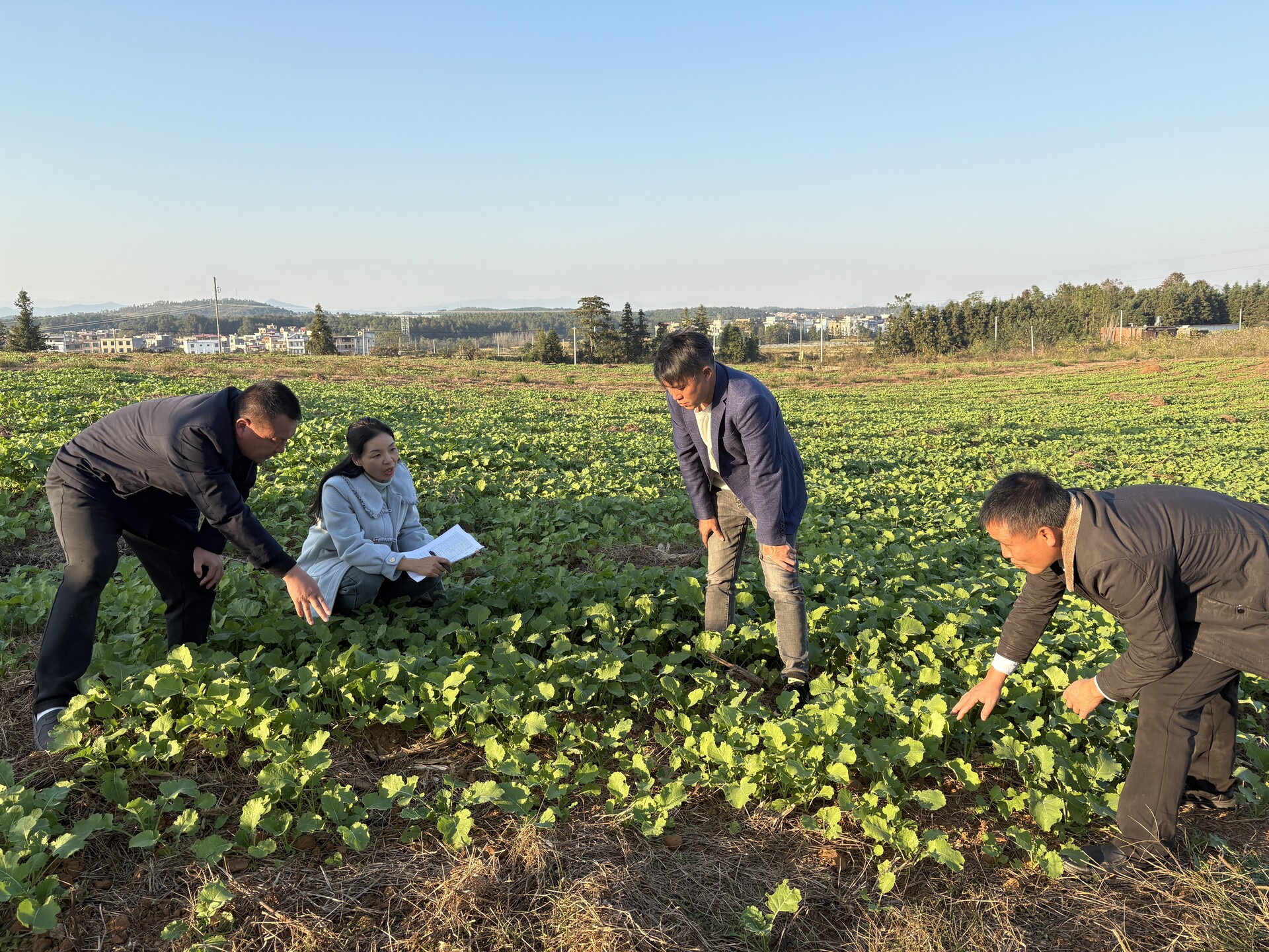 宁远：9.2万亩油菜穿上“防护服”