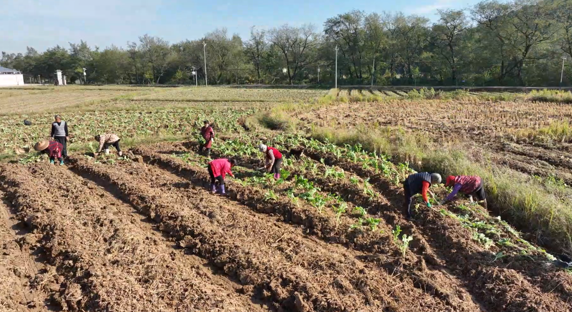 宁远：油菜移栽忙 农旅融合促增收