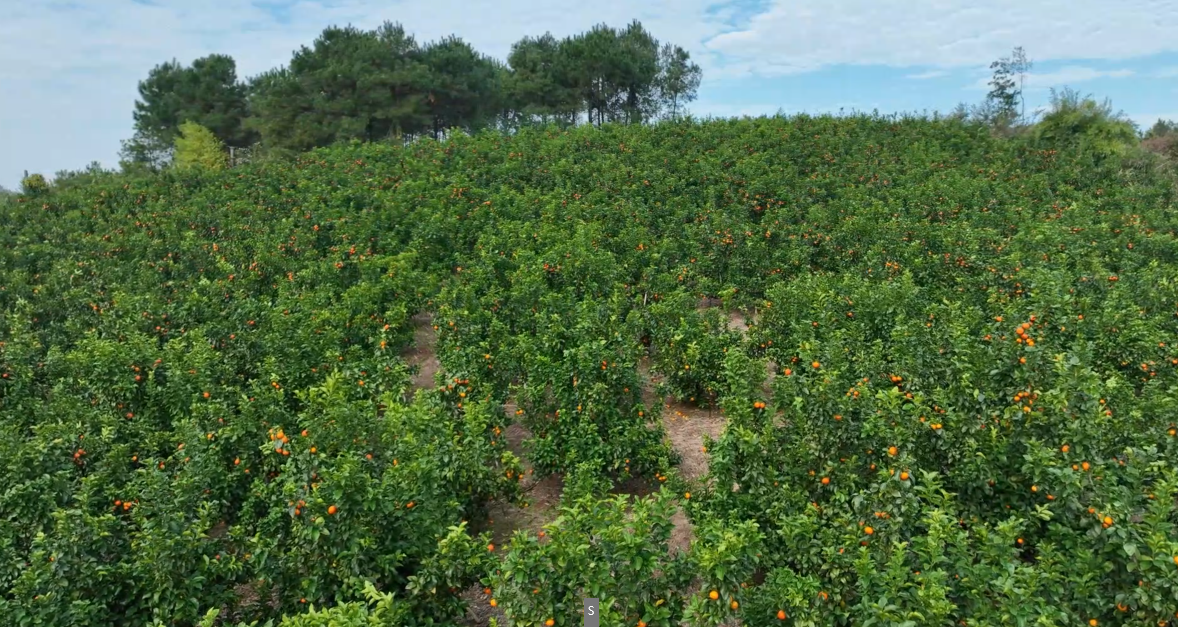 宁远：橘园丰收满枝头 果香飘出致富路