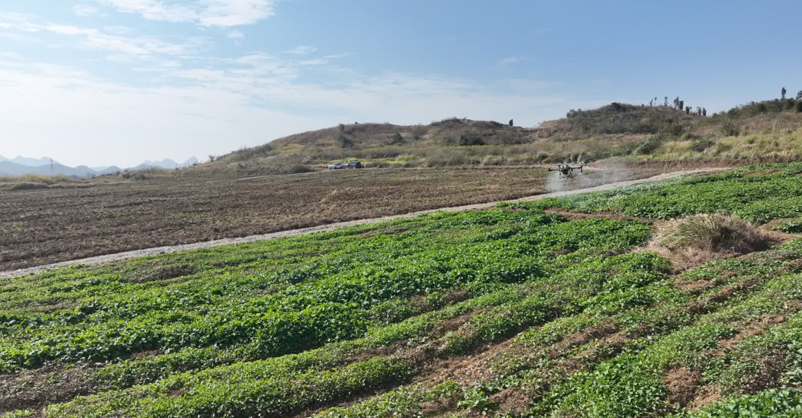 宁远：飞防作业高效护航油菜丰产