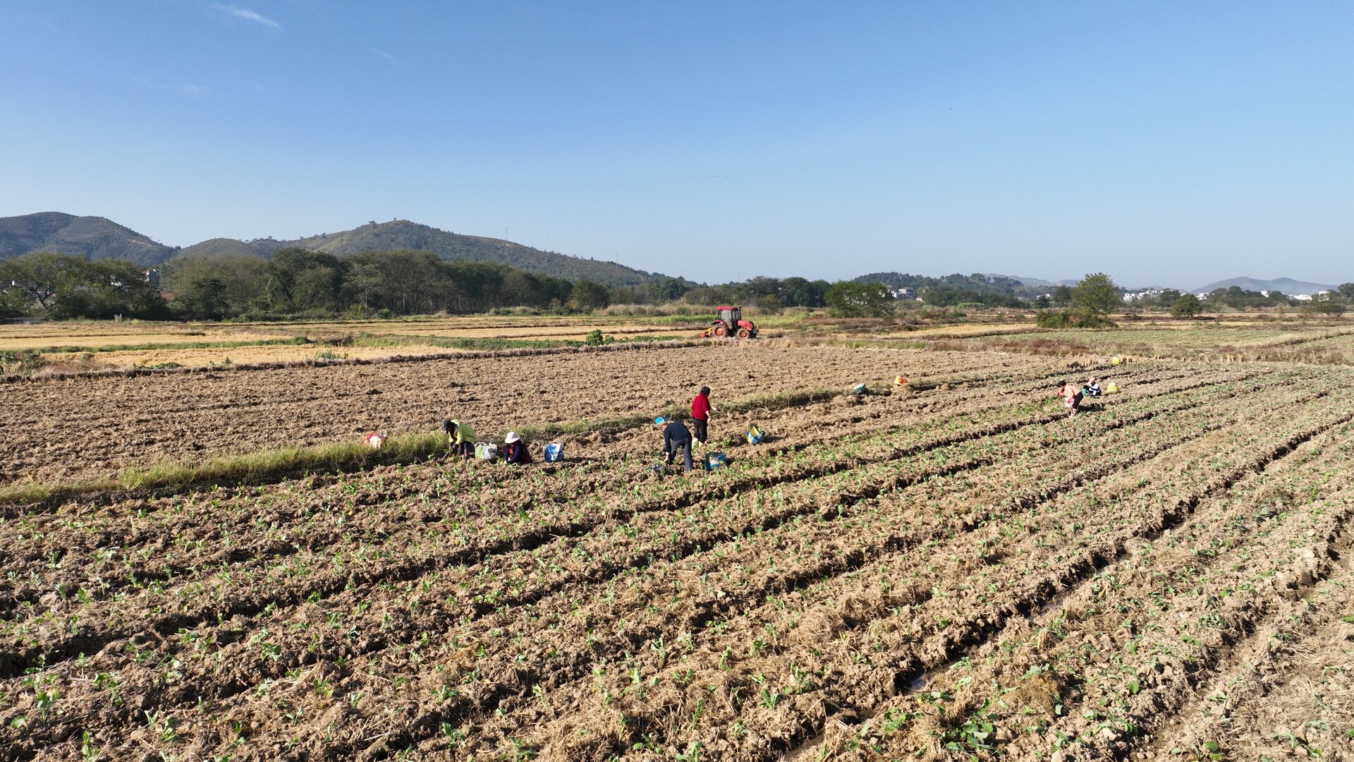 宁远天堂镇：油菜移栽忙 “冬闲田”变“增收田”