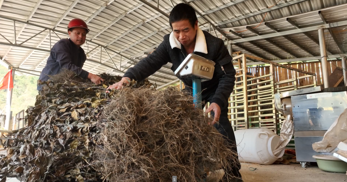 宁远县九疑瑶族乡：解民忧兴产业 绘就乡村新图景