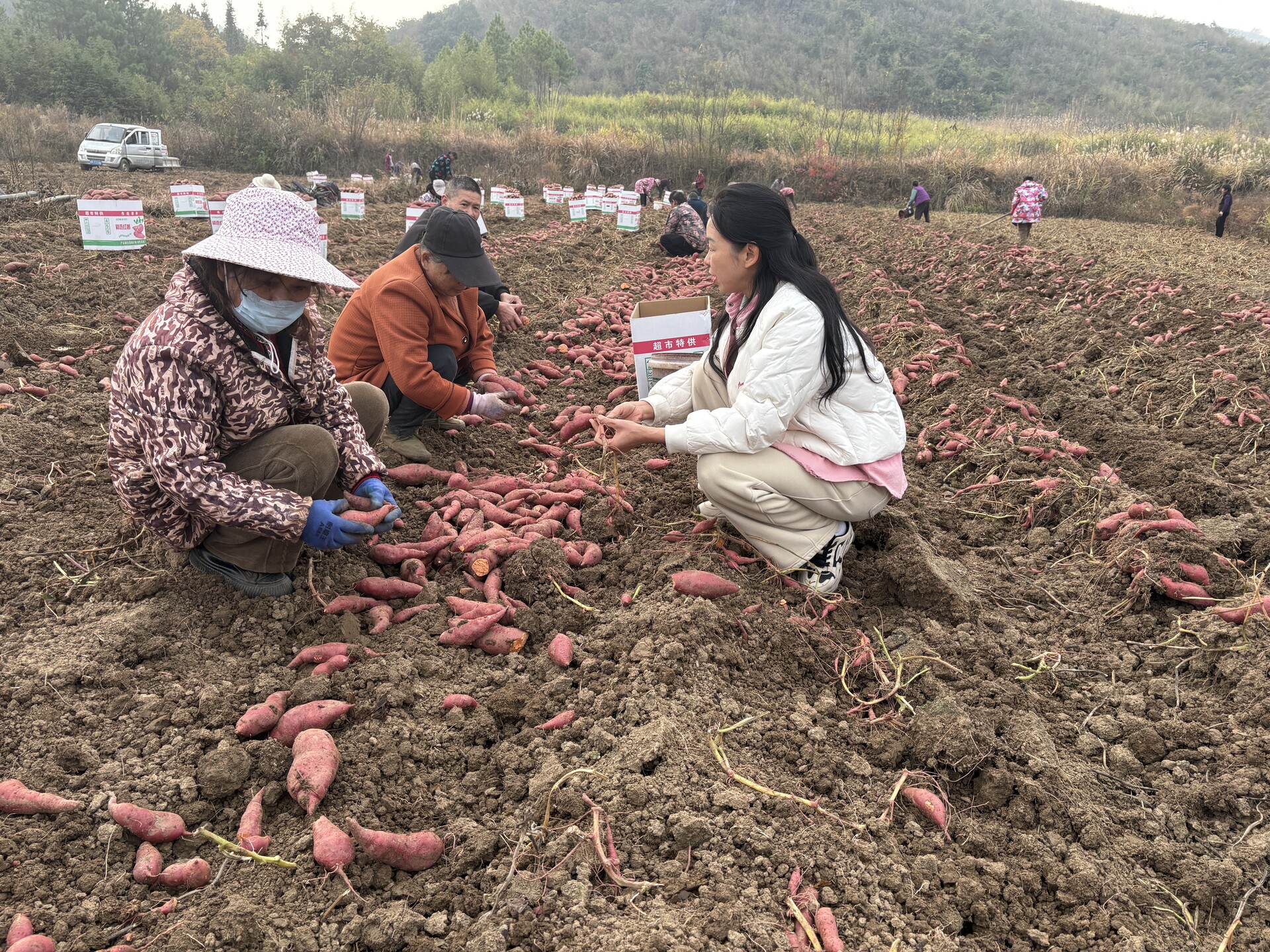 宁远红薯喜获 “科技丰收”