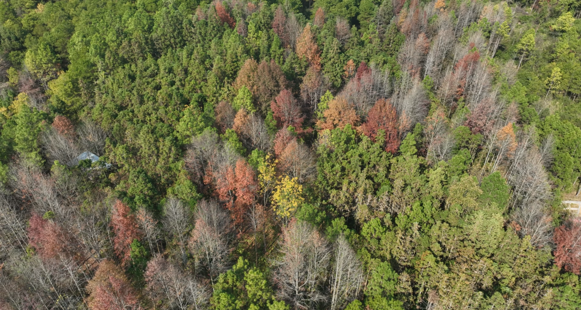 宁远县桐木漯瑶族乡：枫叶风车相映景 生态瑶乡入画来