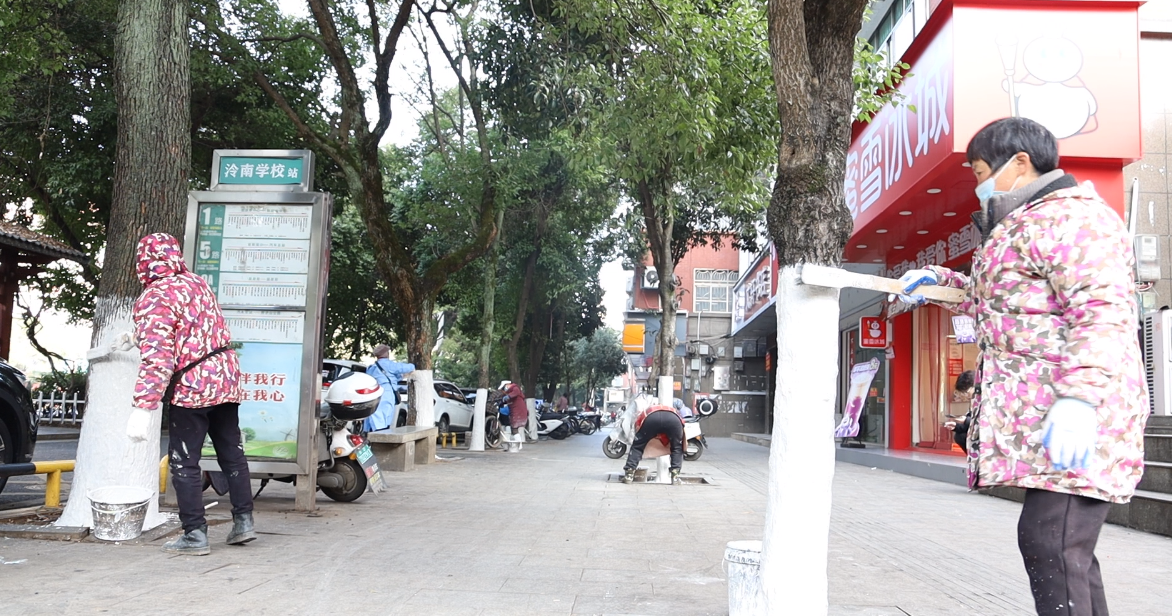 宁远县科学养护12000株行道树安全越冬