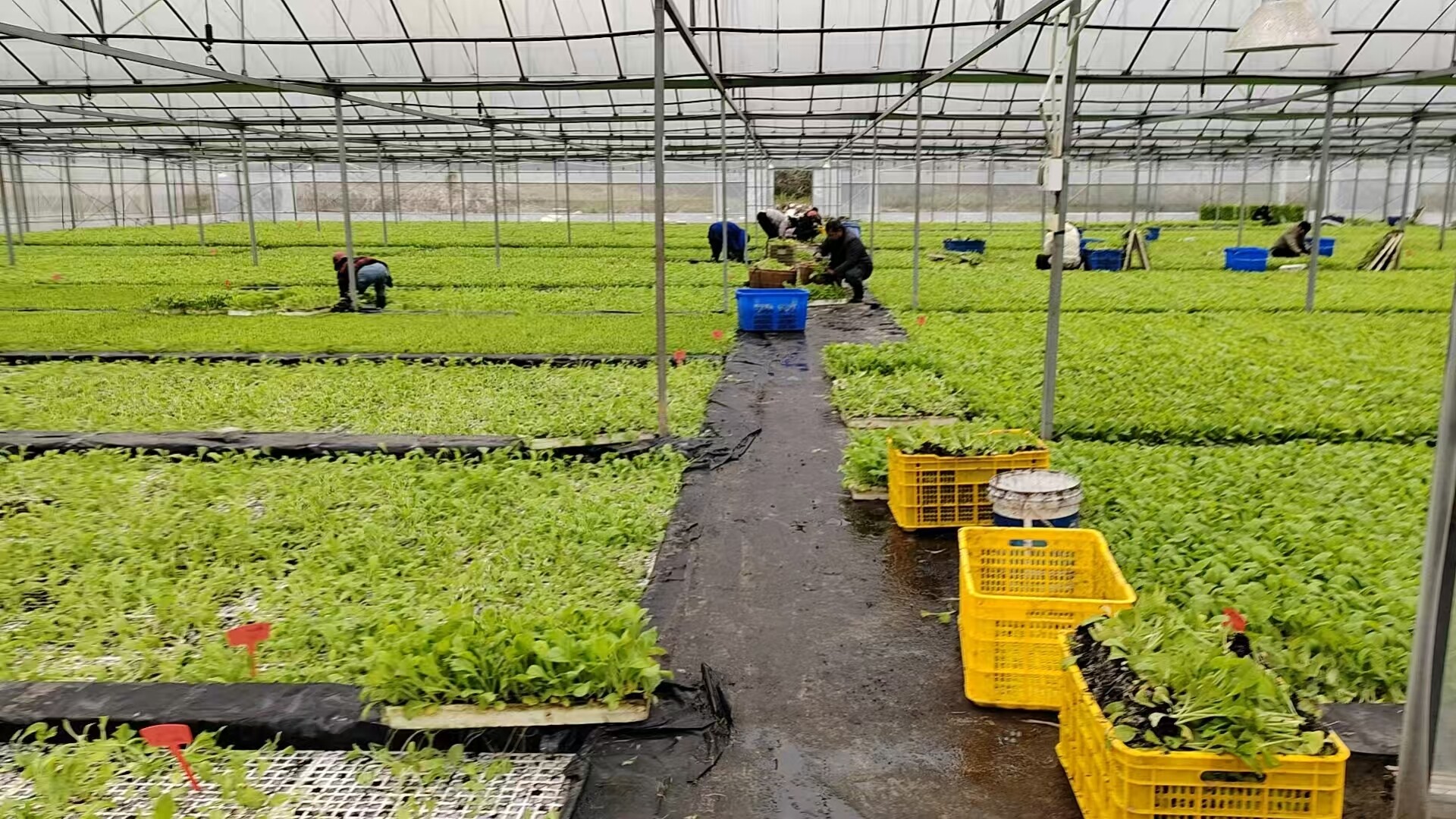 宁远县水市镇：烤烟移栽忙 孕育 “金叶” 新希望