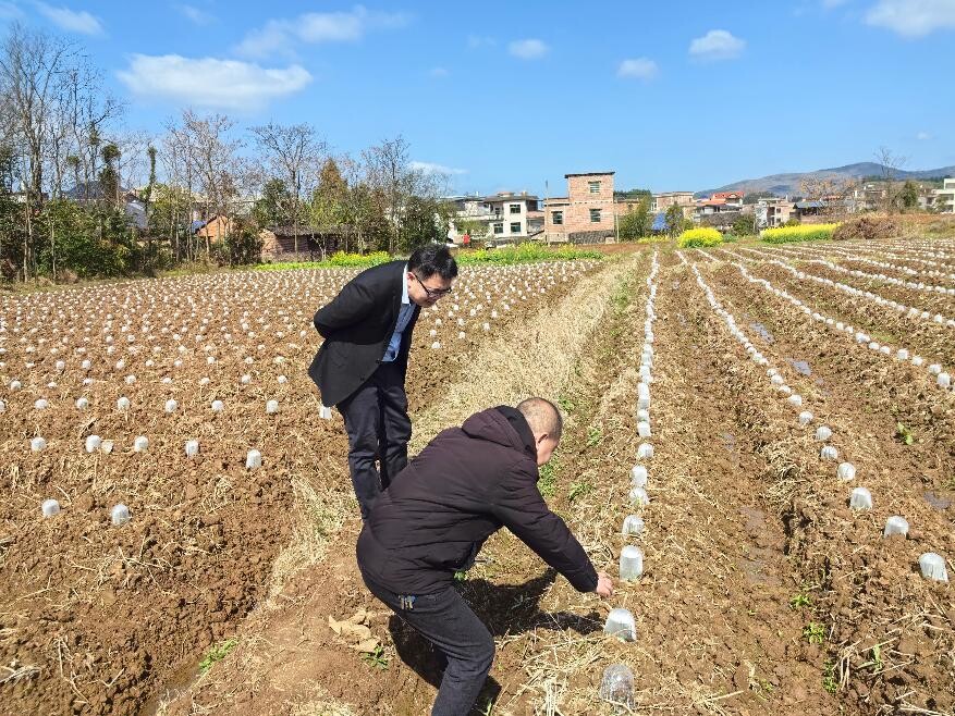 宁远县保安镇：烟苗住进了“小单间”
