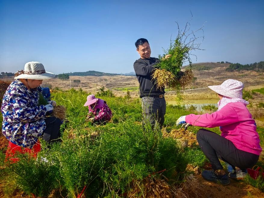 宁远县保安镇：天门冬采收忙 产业助增收