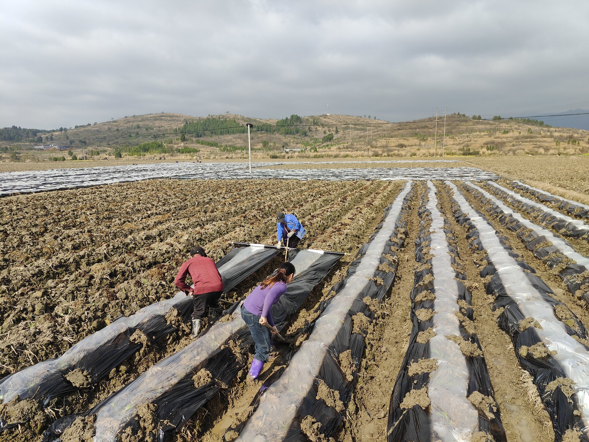 宁远县鲤溪镇：抢抓农时栽新苗 烤烟产业促振兴