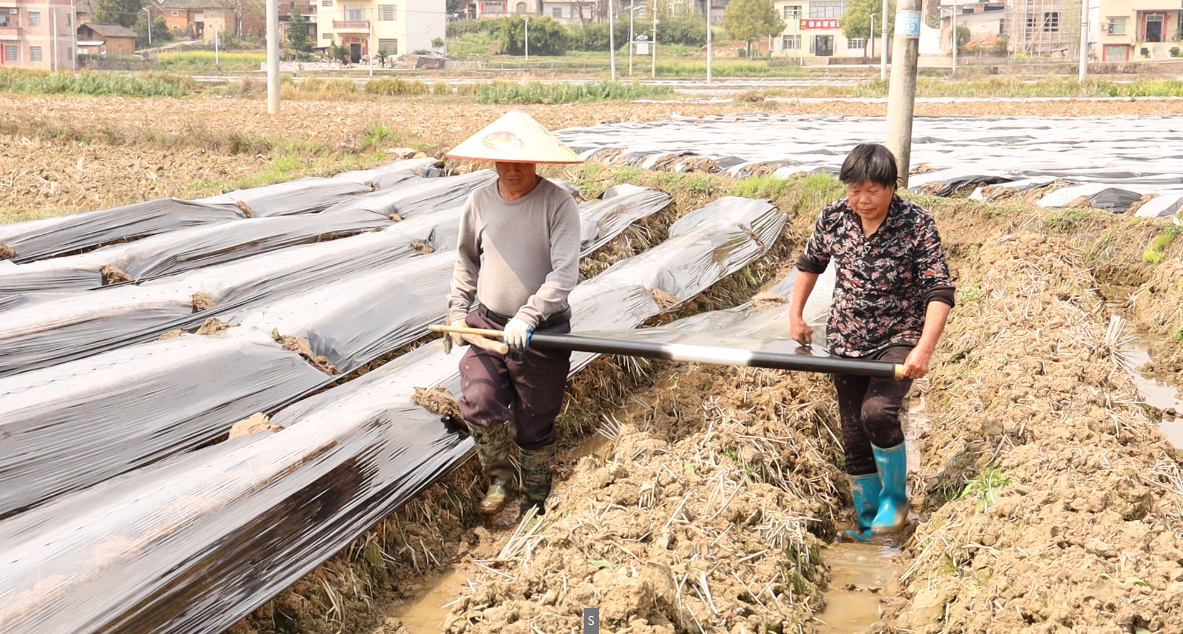宁远县仁和镇：6700亩烤烟田间地头管护忙