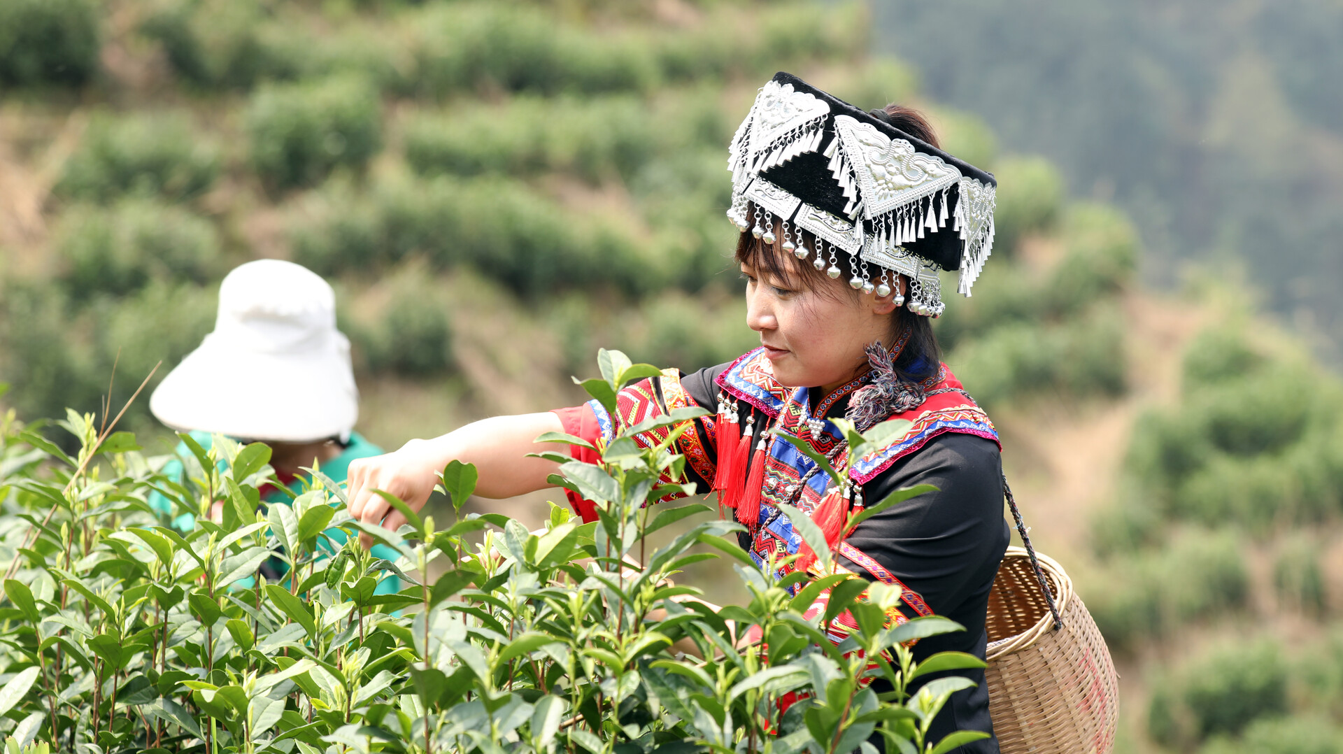 宁远：春茶采摘季 多方联动解难题