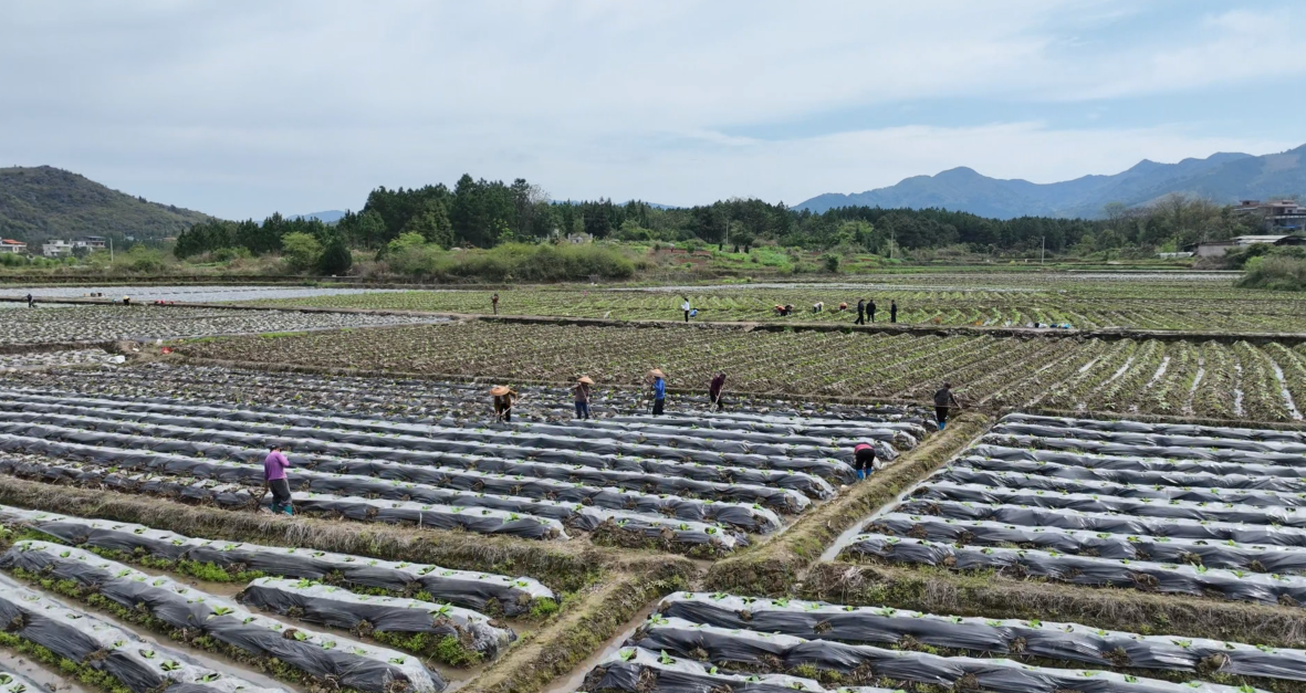 宁远县中和镇：烤烟管护正当时