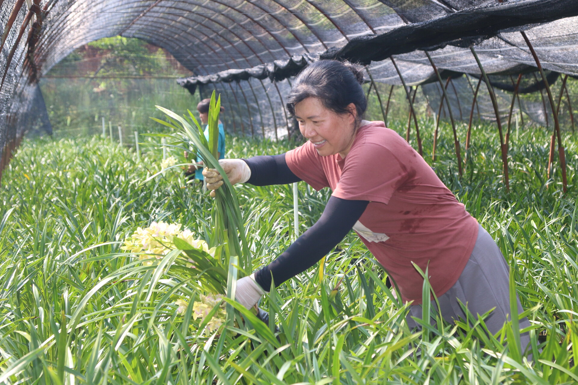 宁远：兰花种植助农增收