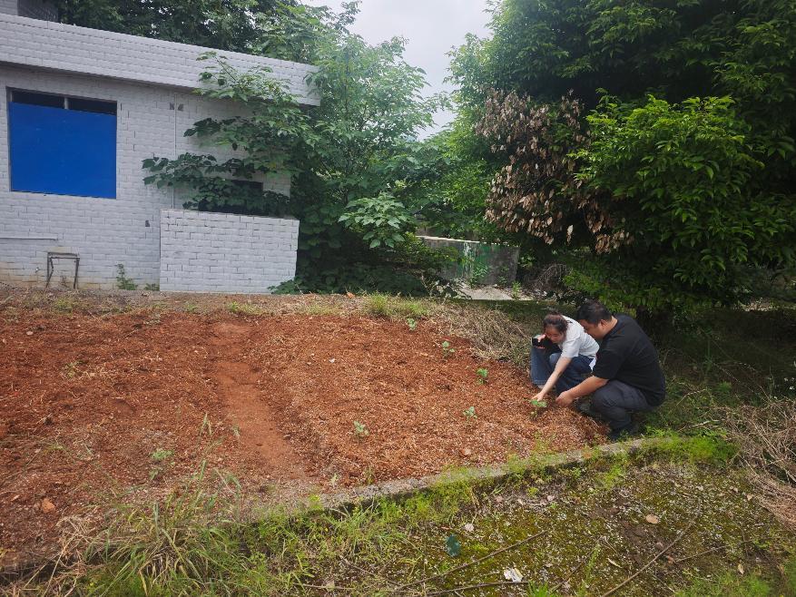 宁远县保安镇：整饬闲置边角地  荒地巧变“六小园”