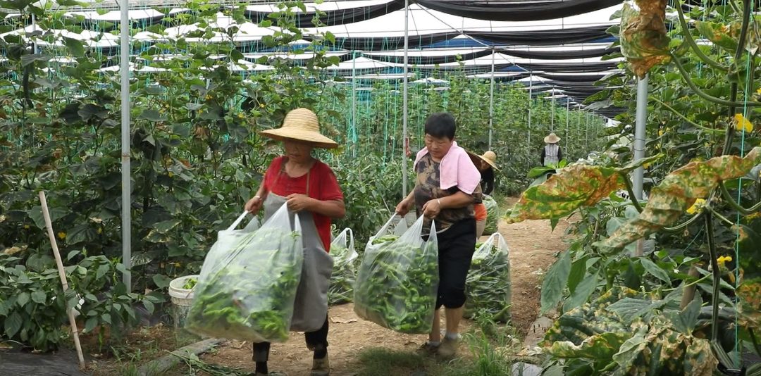 【永冲锋·拼经济·促发展】宁远仁和镇：大棚蔬菜产销两旺