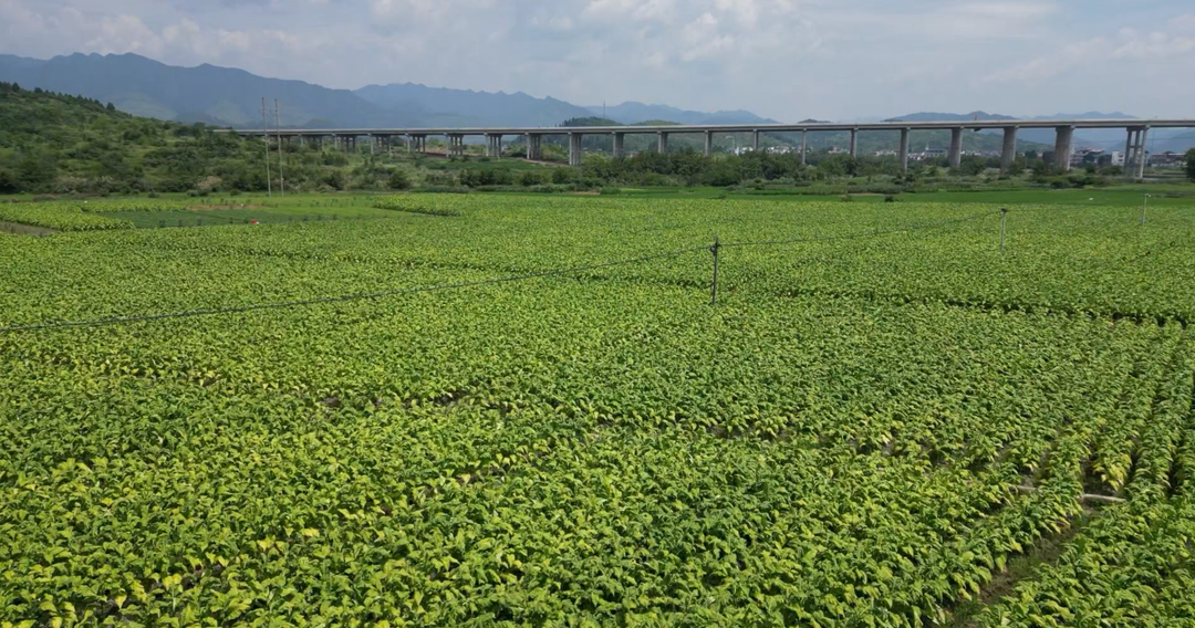 【永冲锋·拼经济·促发展】宁远：盛夏抢收忙 金叶助增收
