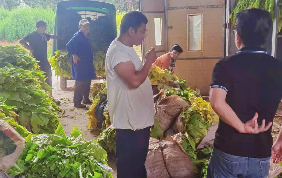 宁远县鲤溪镇：金叶飘香丰收季 精准服务护增收
