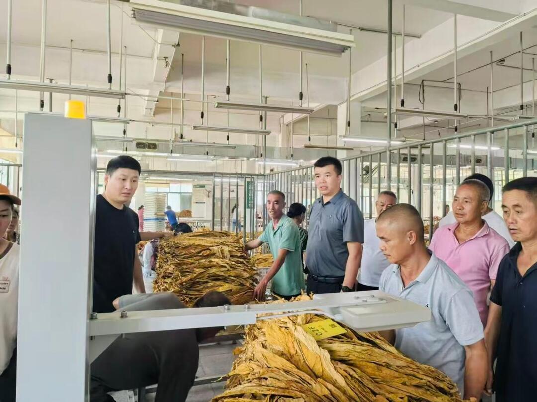 宁远县清水桥镇：烟叶收购工作全面启动