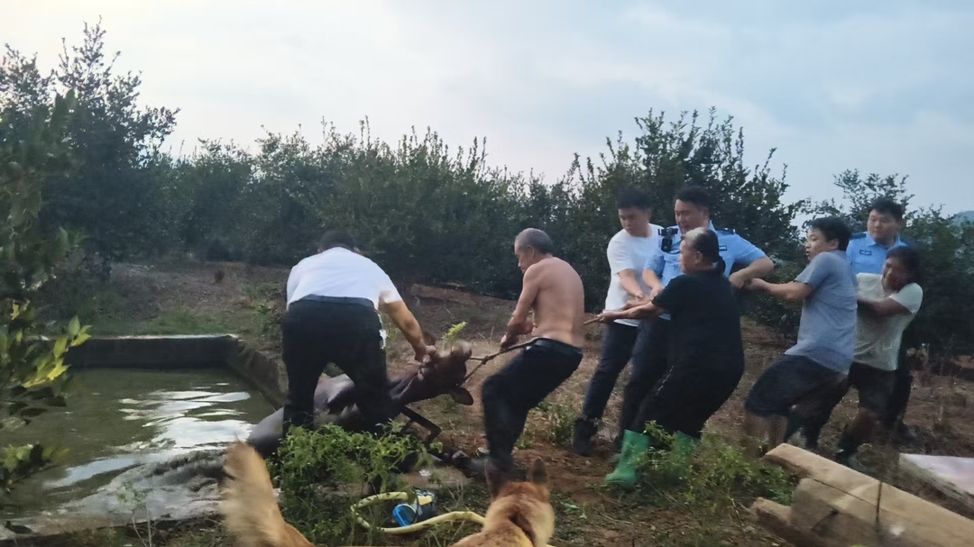 宁远民警联民合力救援被困小牛