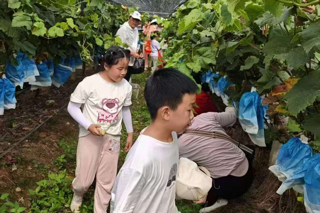 宁远：公益助农 爱心认购情暖果农