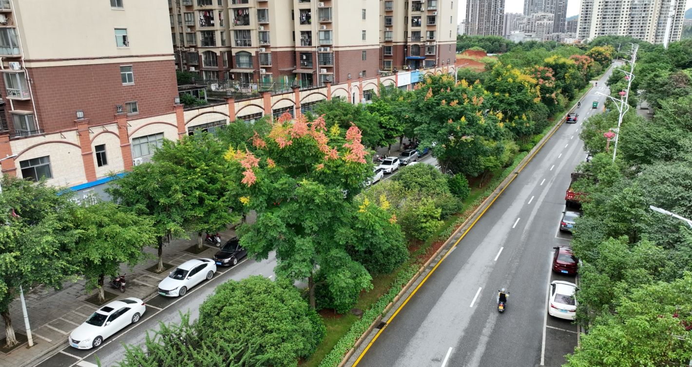 【美景不远·就在宁远】宁远：栾树缤纷 满城美景入画来