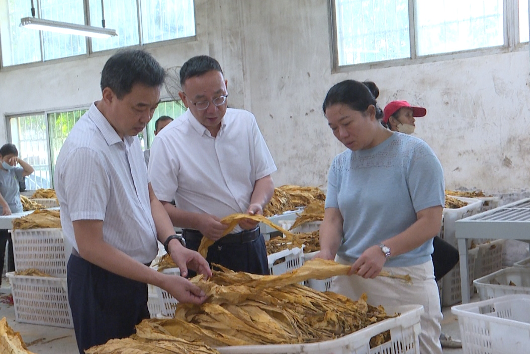 市烤烟办来宁远督导烟叶收购工作