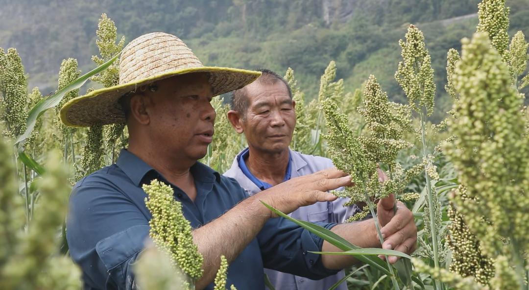 鲁茂祥：退休不褪色 银发助振兴