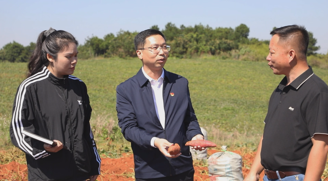 宁远水市镇:红薯采收正当时 特色产业助增收